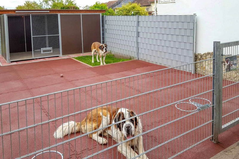 Le chenil spacieux pour les chiens de Saint-Bernard est complété par une vaste zone de sortie avec des dalles sportives pour chiens en granulat de caoutchouc.