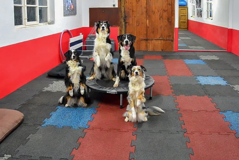 À l'intérieur, dans une salle de dressage d'école canine, les dalles sportives WARCO offrent une surface d'entraînement souple, confortable et antidérapante.